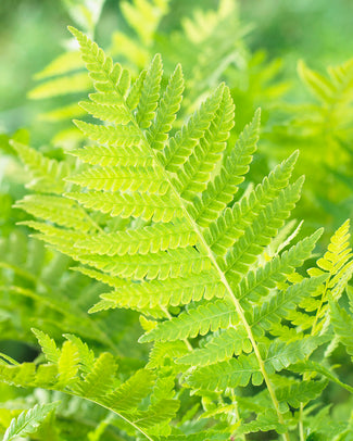 Matteuccia struthiopteris Matteuccia struthiopteris