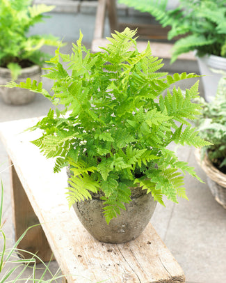 Matteuccia struthiopteris Matteuccia struthiopteris