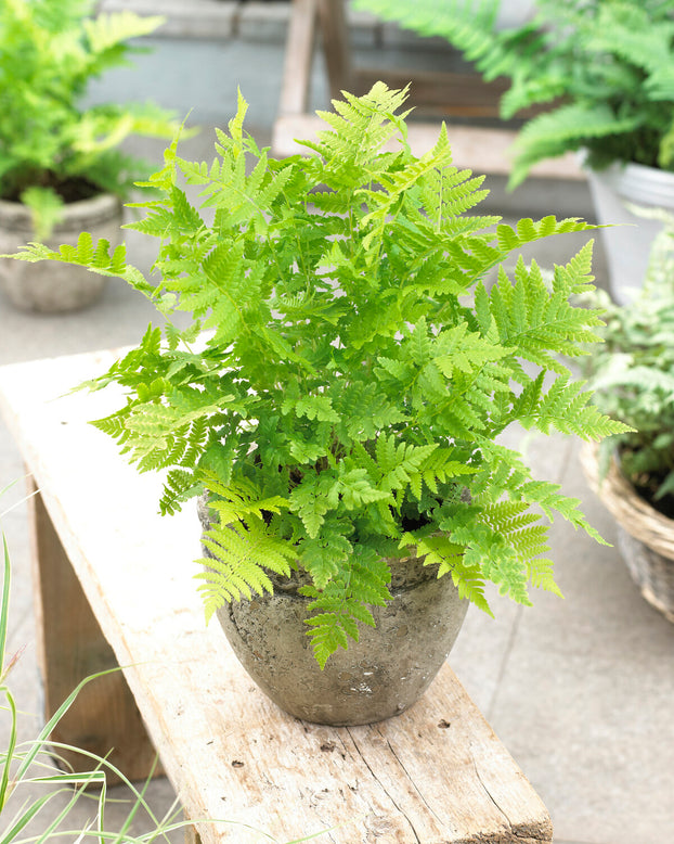 Matteuccia struthiopteris