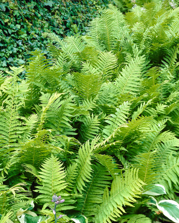 Matteuccia struthiopteris