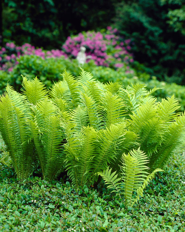 Matteuccia struthiopteris