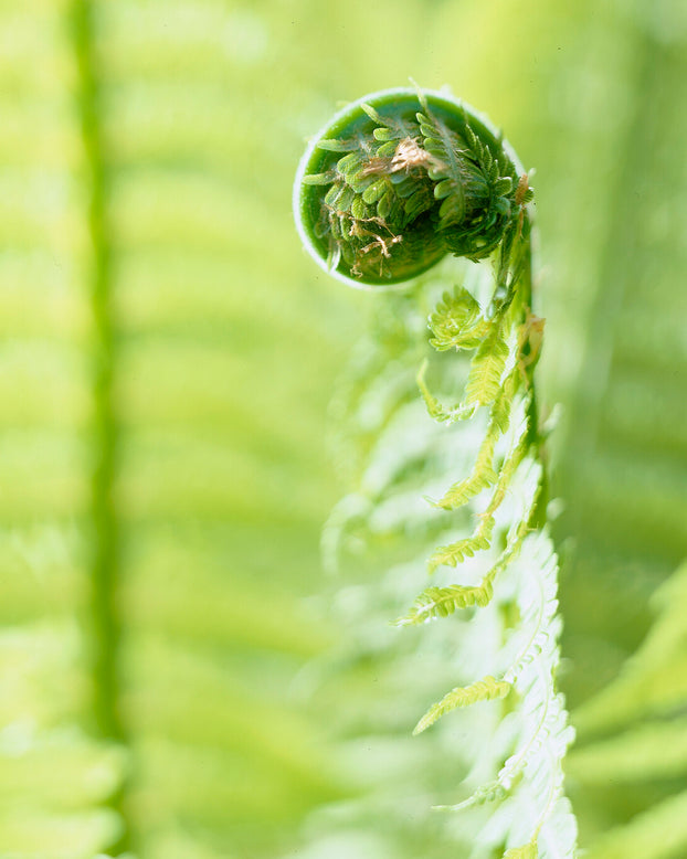 Matteuccia struthiopteris