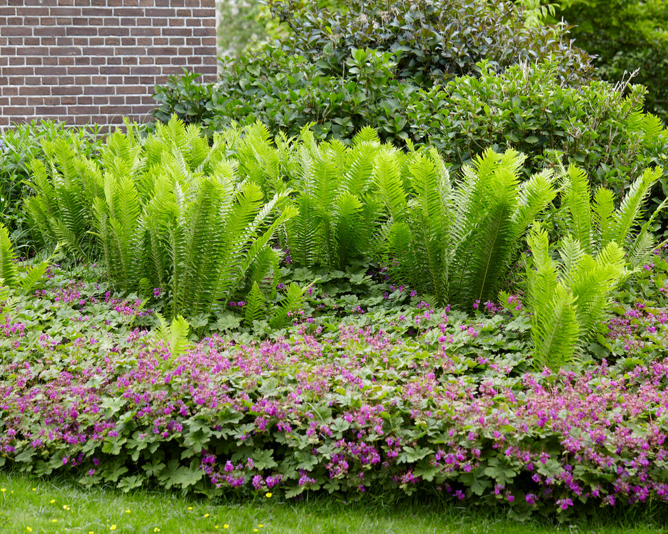 Matteuccia struthiopteris