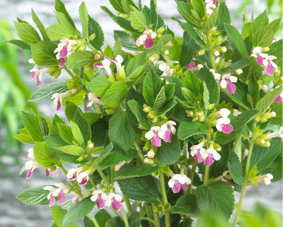 Melittis 'Royal Velvet Distinction'