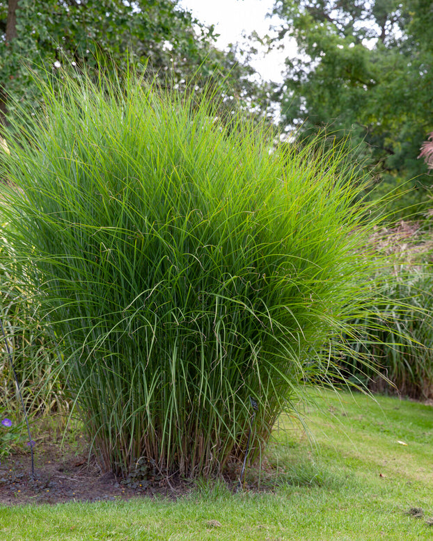 Miscanthus 'Gracillimus'