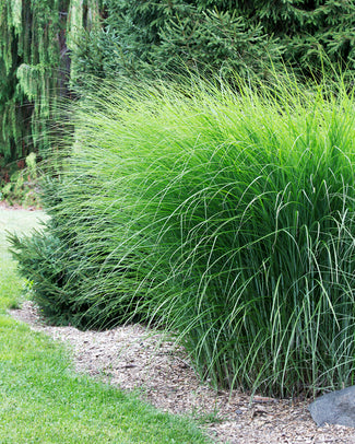 Miscanthus 'Gracillimus' Miscanthus 'Gracillimus'