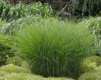 Miscanthus 'Gracillimus' Miscanthus 'Gracillimus'