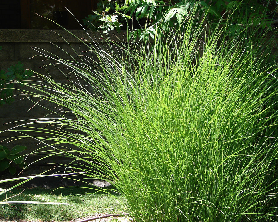 Miscanthus 'Gracillimus'