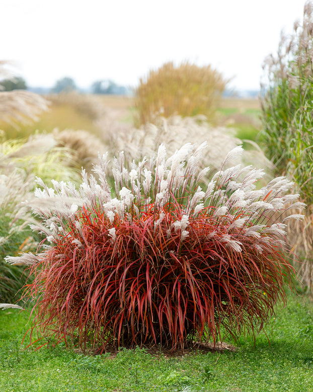Miscanthus 'Lady in Red'