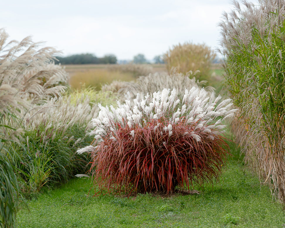 Miscanthus 'Lady in Red'
