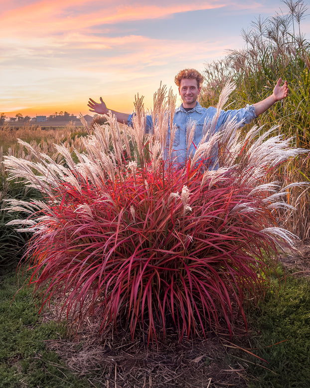 Miscanthus 'Lady in Red'