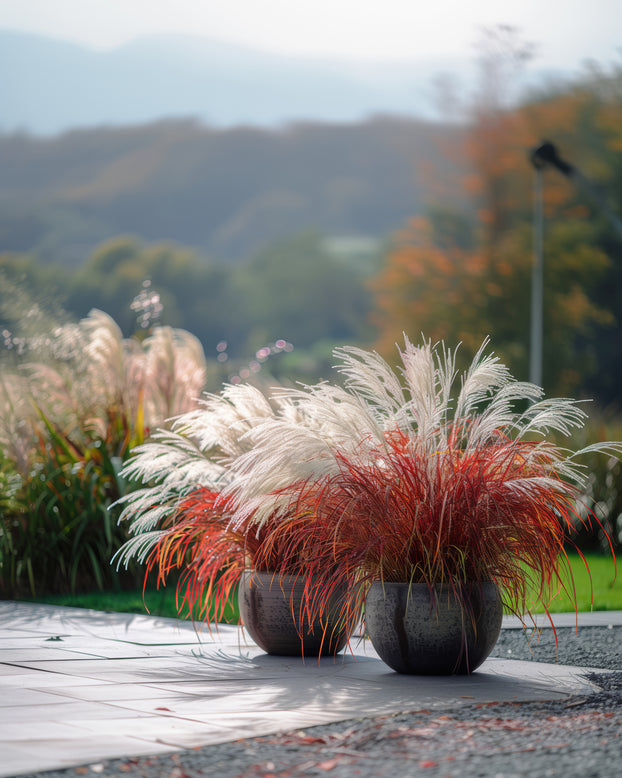 Miscanthus 'Lady in Red'