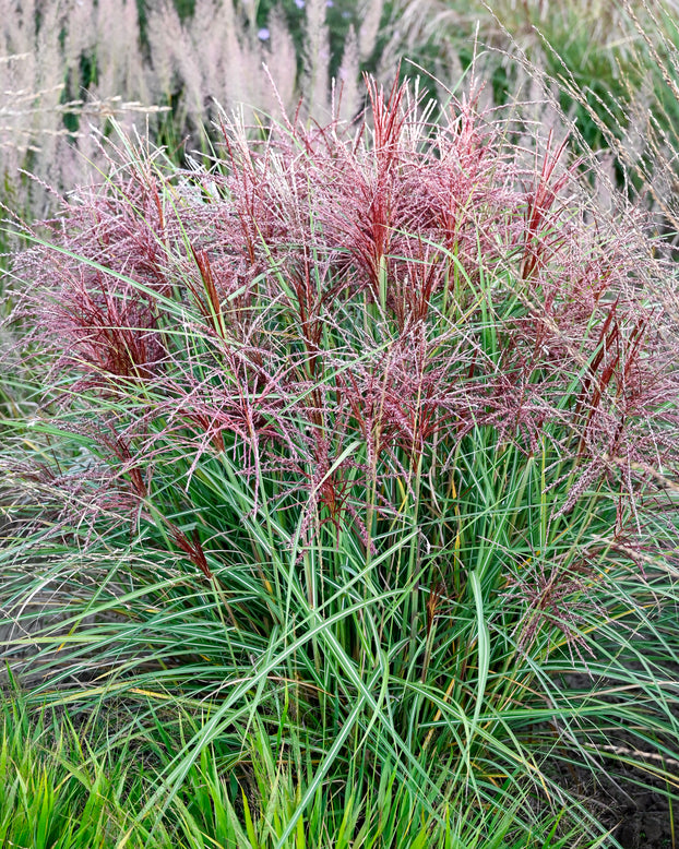 Miscanthus 'Polonus'