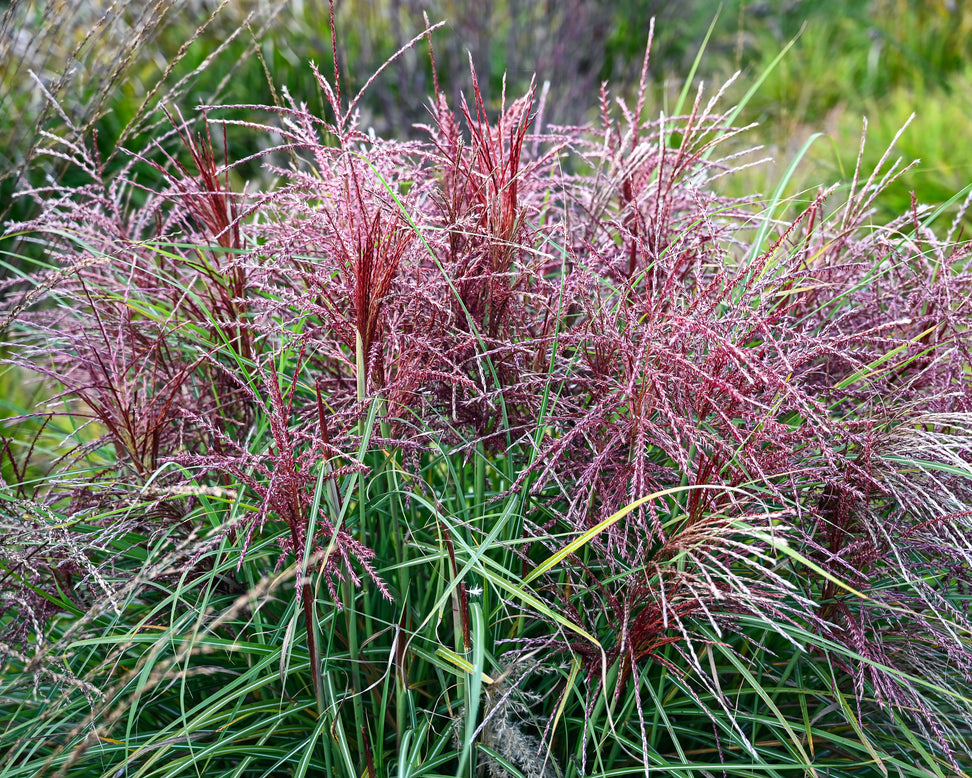Miscanthus 'Polonus'