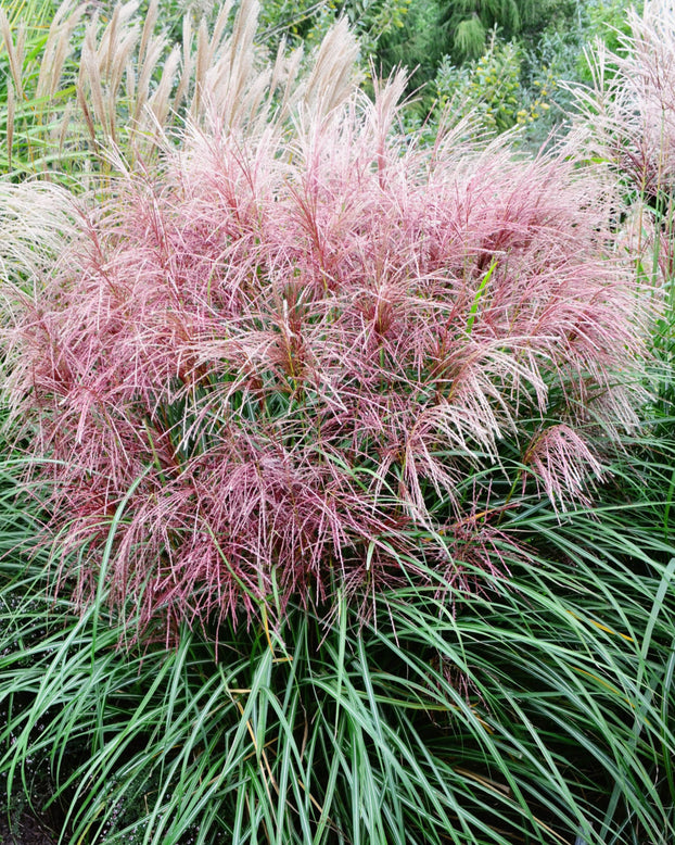 Miscanthus 'Polonus'