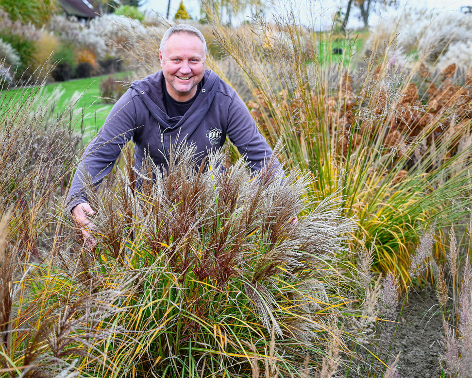 Miscanthus 'Polonus'