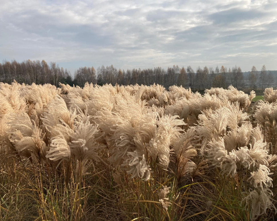 Miscanthus 'Polonus'