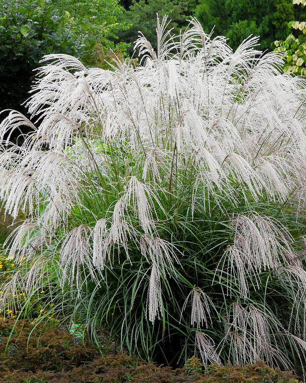 Miscanthus 'Silver Charm'