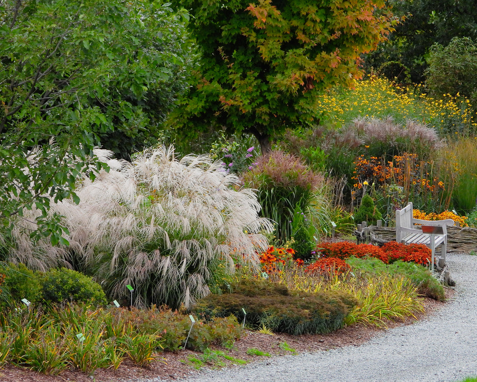 Miscanthus 'Silver Charm'