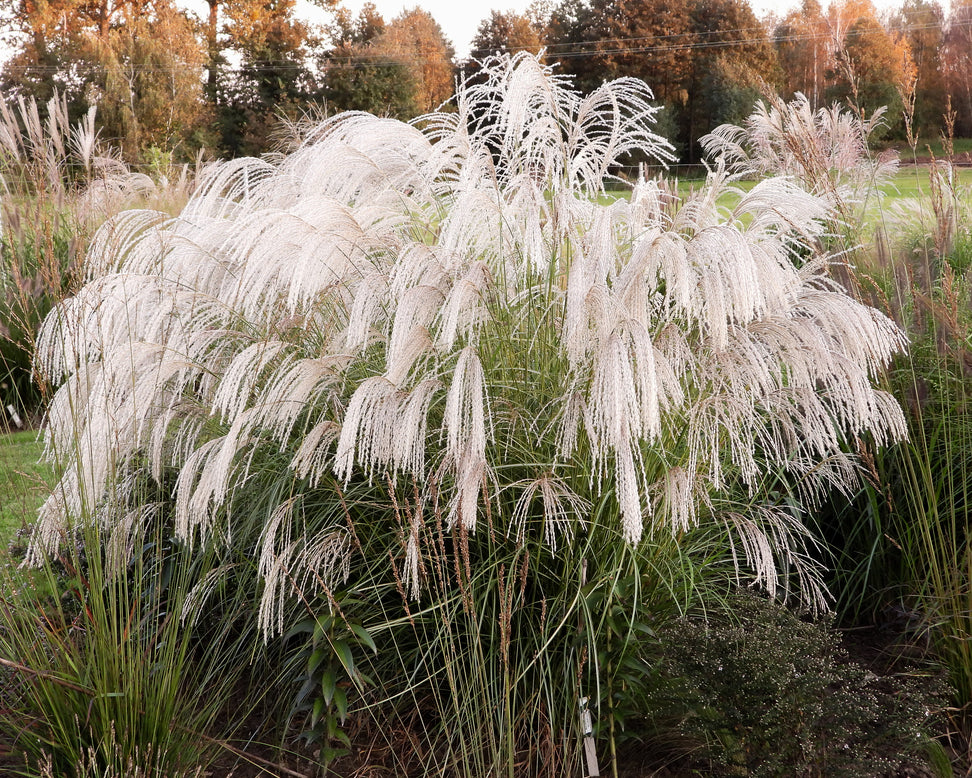 Miscanthus 'Silver Charm'