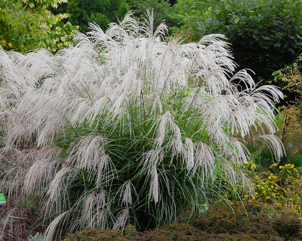 Miscanthus 'Silver Charm'