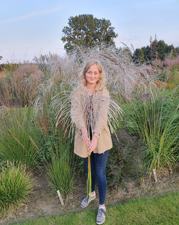 Miscanthus 'Silver Charm'