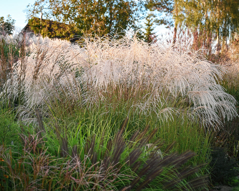 Miscanthus 'Silver Charm'