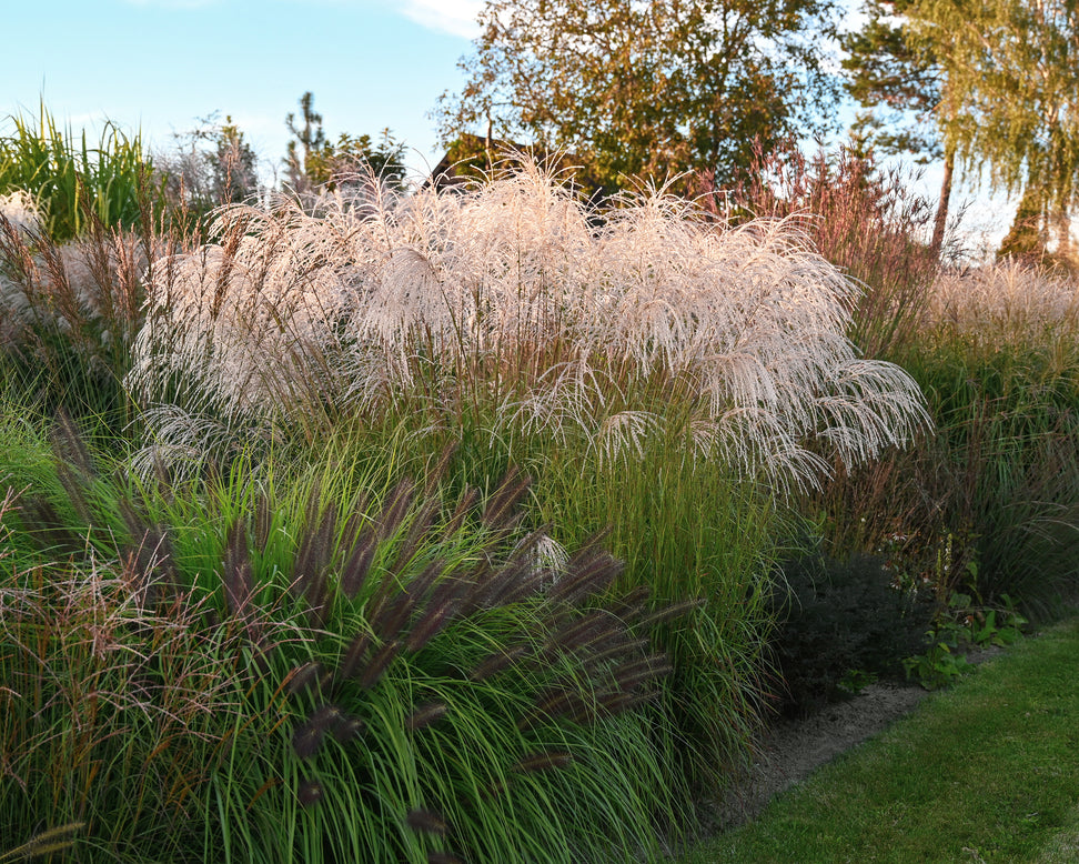 Miscanthus 'Silver Charm'