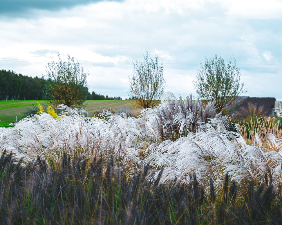 Miscanthus 'Silver Charm'