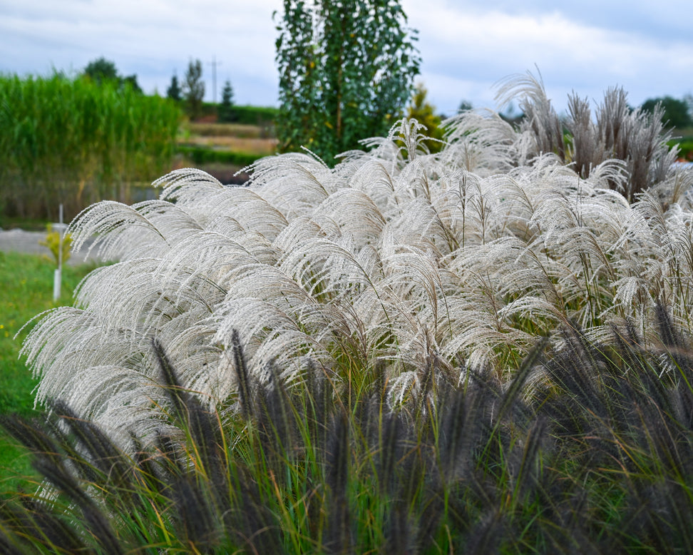 Miscanthus 'Silver Charm'