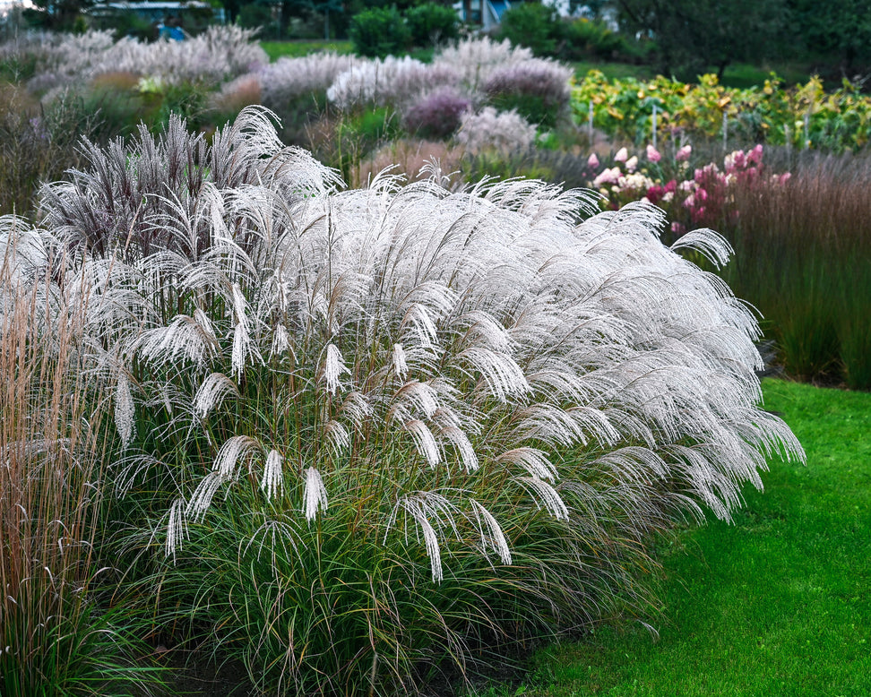 Miscanthus 'Silver Charm'