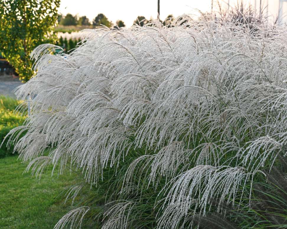 Miscanthus 'Silver Charm'