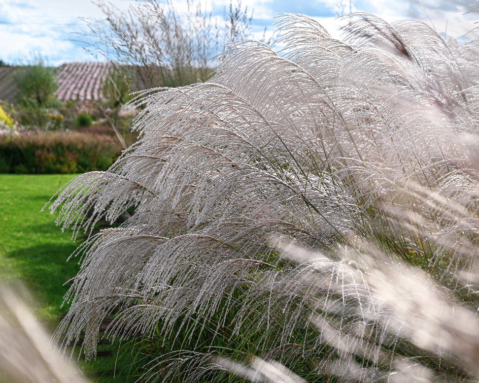Miscanthus 'Silver Charm'