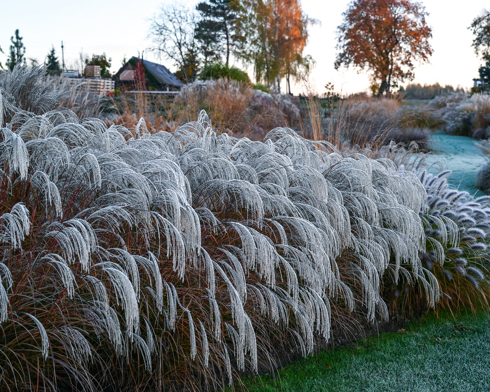 Miscanthus 'Silver Charm'