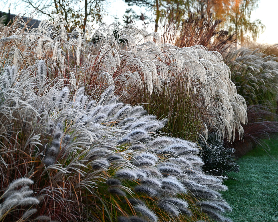 Miscanthus 'Silver Charm'