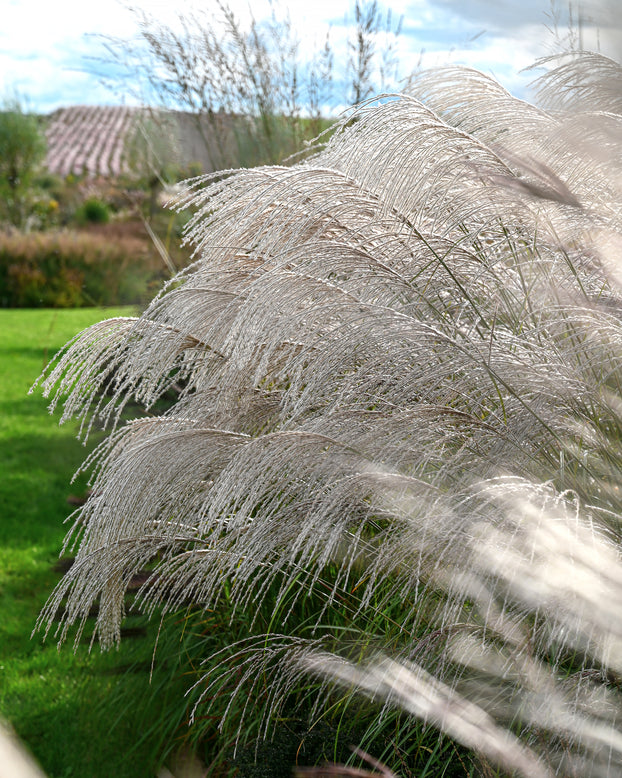 Miscanthus 'Silver Charm'