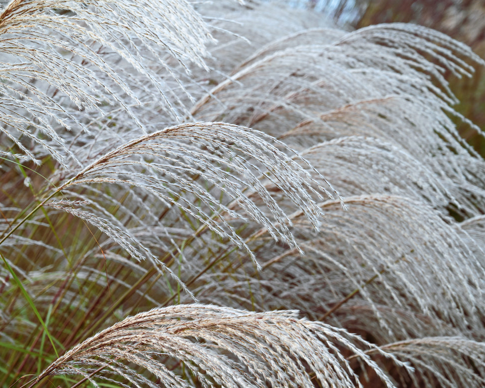 Miscanthus 'Silver Charm'