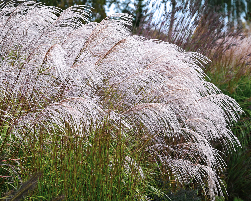 Miscanthus 'Silver Charm'