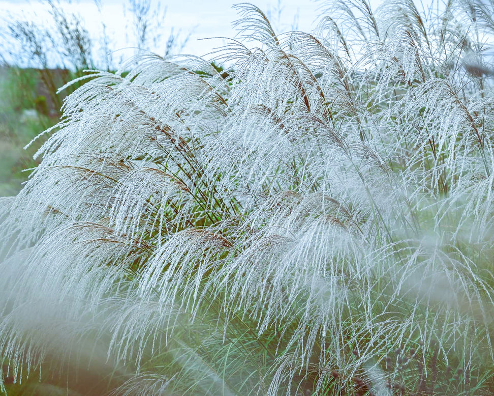 Miscanthus 'Silver Charm'
