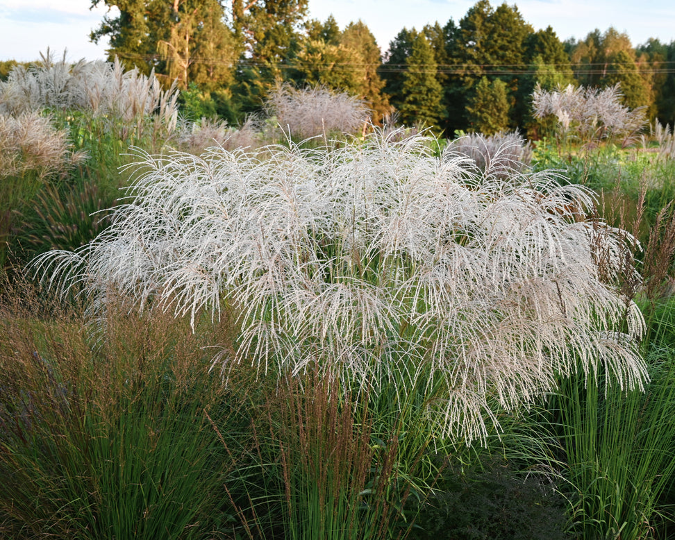 Miscanthus 'Silver Charm'