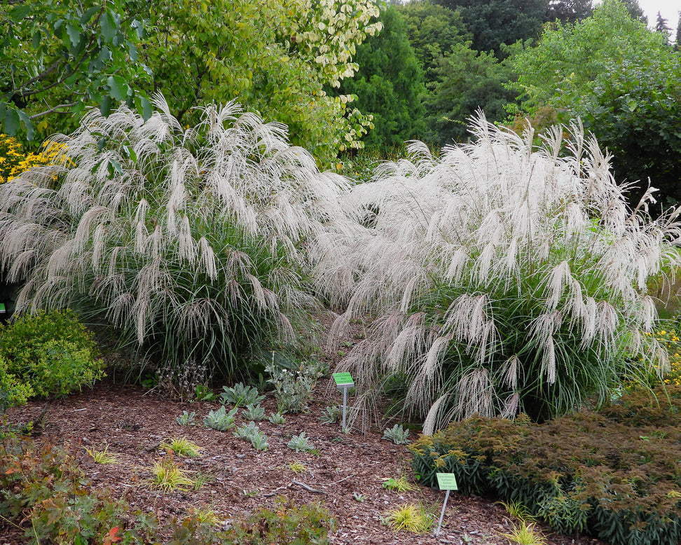 Miscanthus 'Silver Charm'