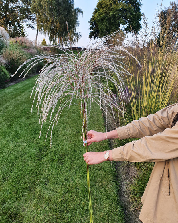 Miscanthus 'Silver Charm'