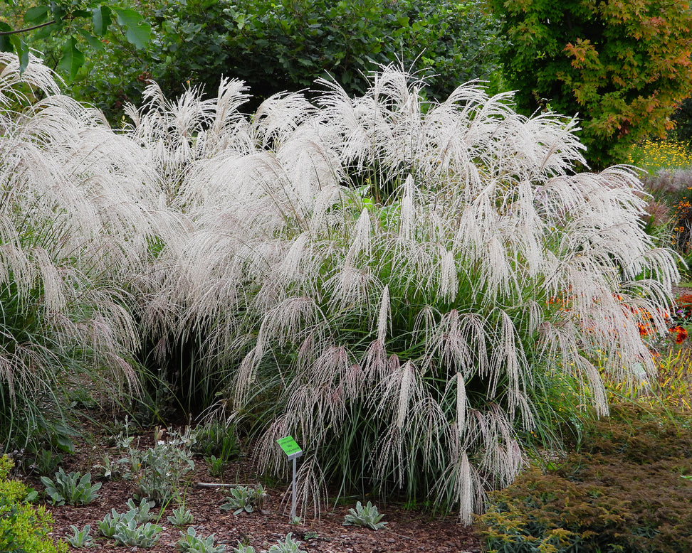 Miscanthus 'Silver Charm'