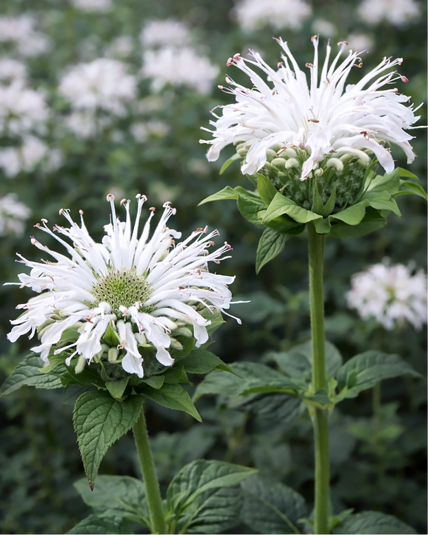 Monarda 'Bee-Bright'