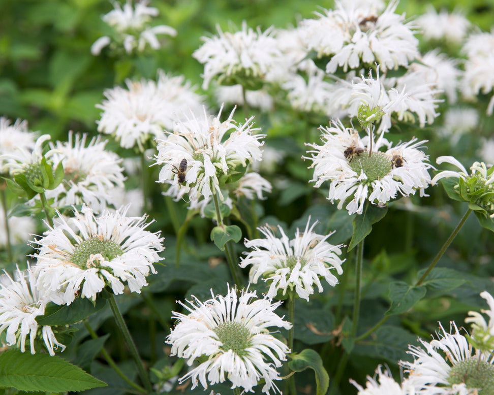 Monarda 'Bee-Bright'