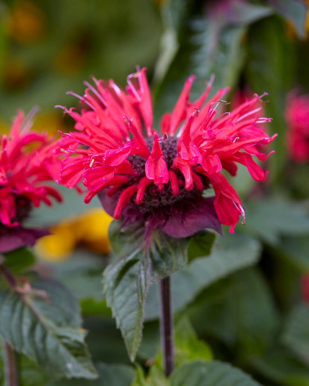 Monarda 'Bee-Happy'