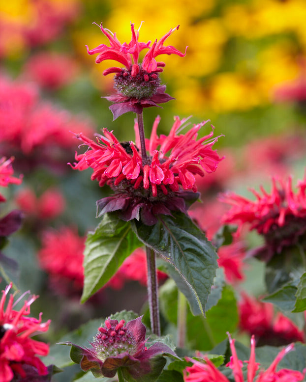 Monarda 'Bee-Happy'