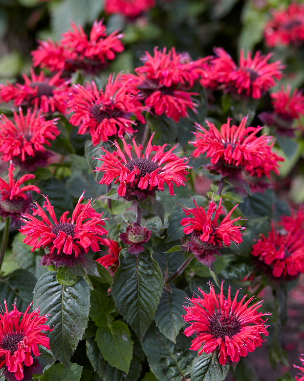 Monarda 'Bee-Happy'