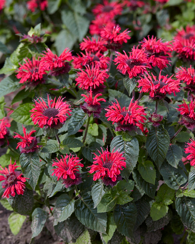 Monarda 'Bee-Happy'