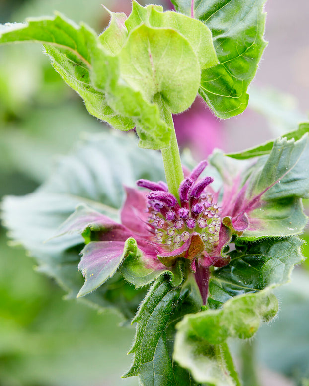 Monarda 'Bee-Pure'
